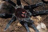 Xenesthis immanis Xenesthis immanis