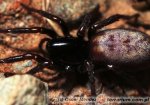 Zodariidae Zodariidae
