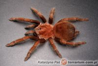 Acanthoscurria antillensis - Dorosła samica  Acanthoscurria antillensis - Dorosła samica