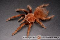 Acanthoscurria antillensis - Dorosła samica  Acanthoscurria antillensis - Dorosła samica