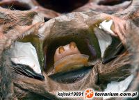   Acanthoscurria geniculata  - Spermateka 