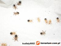   Acanthoscurria geniculata  - Nimfy II 