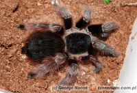  Acanthoscurria natalensis  