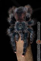 Avicularia azuraklaasi  - dorosła samica   Avicularia azuraklaasi  - dorosła samica