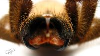   Avicularia laeta  - chelicerae