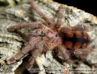 Dojrzała samica  Dojrzała samica