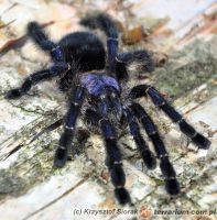Avicularia purpurea  - dorosła samica   Avicularia purpurea  - dorosła samica