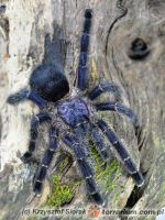 Avicularia purpurea  - dorosła samica   Avicularia purpurea  - dorosła samica