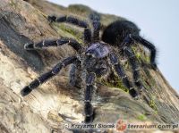 Avicularia purpurea  - dorosła samica   Avicularia purpurea  - dorosła samica