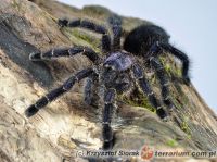   Avicularia purpurea  - dorosła samica