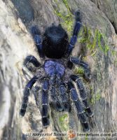 Avicularia purpurea  - dorosła samica   Avicularia purpurea  - dorosła samica