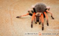 Brachypelma boehmei  - samica 3cm DC   Brachypelma boehmei  - samica 3cm DC