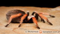 Brachypelma boehmei  - samica 3cm DC   Brachypelma boehmei  - samica 3cm DC