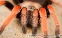 Brachypelma boehmei  - samica 3cm DC   Brachypelma boehmei  - samica 3cm DC
