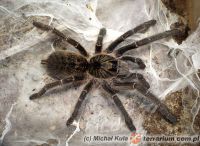 Ceratogyrus marshalli  - samica 3.5cm DC   Ceratogyrus marshalli  - samica 3.5cm DC