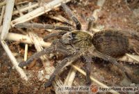 Ceratogyrus marshalli  - podrostek L4   Ceratogyrus marshalli  - podrostek L4