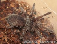 Ceratogyrus marshalli  - maluch L2   Ceratogyrus marshalli  - maluch L2
