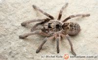 Ceratogyrus marshalli  - samica 3.5cm DC   Ceratogyrus marshalli  - samica 3.5cm DC