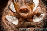  Ceratogyrus marshalli  - spermateka samicy
