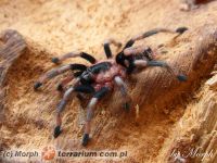 Samica L7   Samica L7