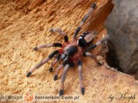 Samica L7   Samica L7