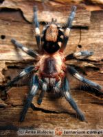 Młoda samica, 2 DC (ubarwienie dorosłego osobnika  Młoda samica, 2 DC (ubarwienie dorosłego osobnika