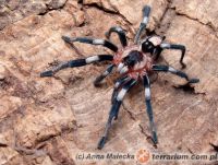 Dorosly samiec   Dorosly samiec