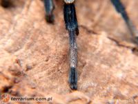 Hak goleniowy - dorosły samiec   Hak goleniowy - dorosły samiec