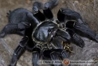 Haplopelma longipes  - dorosła samica 
(c) Chris D Allen    Haplopelma longipes  - dorosła samica 
(c) Chris D Allen
