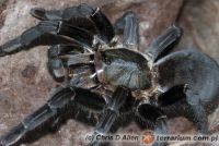 Haplopelma longipes  - dorosła samica 
(c) Chris D Allen    Haplopelma longipes  - dorosła samica 
(c) Chris D Allen