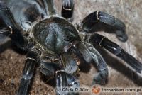 Haplopelma longipes  - dorosła samica 
(c) Chris D Allen    Haplopelma longipes  - dorosła samica 
(c) Chris D Allen