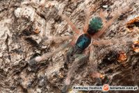 Holothele incei  - L2   Holothele incei  - L2