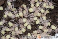   Lyrognathus crotalus  - młode pająki (c) Chris D Allen