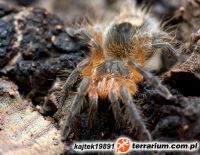 Osobnik ~L5  Osobnik ~L5