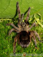 Dorosła samica  Dorosła samica