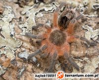 Osobnik ~L5  Osobnik ~L5