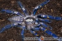 Poecilotheria metallica  - niedojrzały samiec   Poecilotheria metallica  - niedojrzały samiec