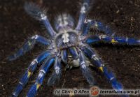 Poecilotheria metallica  - niedojrzały samiec   Poecilotheria metallica  - niedojrzały samiec