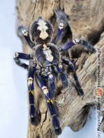 Poecilotheria metallica  - dorosła samica   Poecilotheria metallica  - dorosła samica
