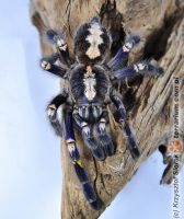 Poecilotheria metallica  - dorosła samica   Poecilotheria metallica  - dorosła samica
