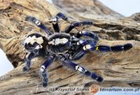 Poecilotheria metallica  - dorosła samica   Poecilotheria metallica  - dorosła samica