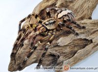 Poecilotheria ornata  - dorosła samica   Poecilotheria ornata  - dorosła samica