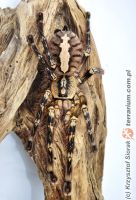 Poecilotheria ornata  - dorosła samica   Poecilotheria ornata  - dorosła samica