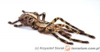 Poecilotheria ornata  - dorosła samica   Poecilotheria ornata  - dorosła samica