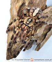 Poecilotheria ornata  - dorosła samica   Poecilotheria ornata  - dorosła samica