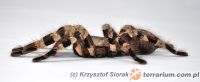   Poecilotheria tigrinawesseli  - dorosła samica