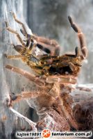 Pterinochilus murinus . Dopuszczanie.    Pterinochilus murinus . Dopuszczanie.