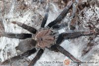 Selenocosmia peerboomi  - dorosła samica świeżo po wylince (c) Chris D Allen  Selenocosmia peerboomi  - dorosła samica świeżo po wylince (c) Chris D Allen