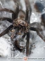 Selenocosmia peerboomi  - dorosła samica świeżo po wylince (c) Chris D Allen  Selenocosmia peerboomi  - dorosła samica świeżo po wylince (c) Chris D Allen
