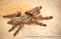 Stromatopelma calceatum  - samica 4cm DC   Stromatopelma calceatum  - samica 4cm DC